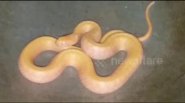Rarest type of Snake rescued in Kendrapara district of Odisha, the eastcoast area of India.One the  very rarest type of snake rescued from Silupur village of Mashraghai Block, Kendrapara. Villager rescued it from their cultivated land and kept it at a tim