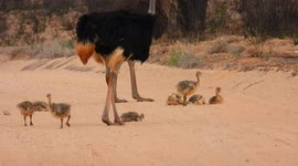 Adorable baby ostriches take sand bath in middle of South African road