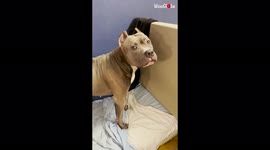 'Adorable dog is SUPER MAD at her owner for chilling without her 
'
