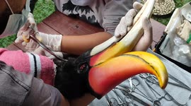 Wildlife vets tragically unable to save badly injured hornbill in Indonesia