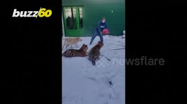 Lions, Tigers, and Dogs, Oh My? Siberian Zoo Features Lions and Tigers but Also a Doggie Playpal!