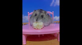 These are the most spoilt little dwarf hamsters