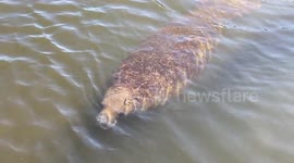 Endangered manatee seeks warm water from storm drain during Florida cold snap