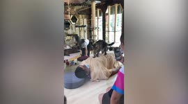 Friendly pet cat gives relaxing stomach massage to a customer