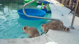Raccoon tries to save his brother from pool