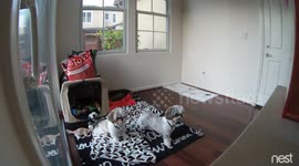 Earthquake surprises two dogs