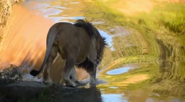 Lion trips and goes over waterfall