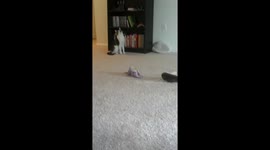 Laser Kitty