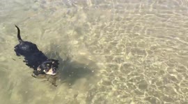Chihuahua learning to swim in the sea at Watergate Bay Beach in Cornwall