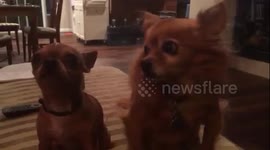 Cute chihuahua screams when he's lonely or excited