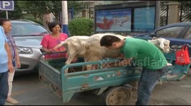 Farmer milks goats and sells on demand