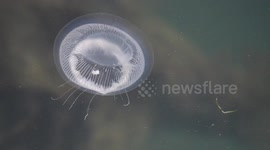 Jellyfish Swimming In Portstewart Harbour - Aug 18th 2015
