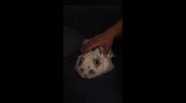 cute sleepy bunny