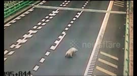 Truck driver struggles to catch escaped pig