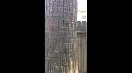 Epic Lizard Battle (2:02)