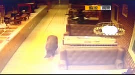Police shoot runaway boar in restaurant