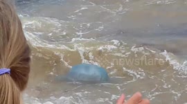 Jellyfish washes up on Bournemouth beach