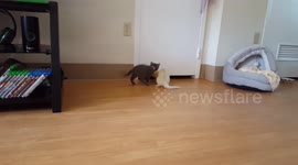 Cat Meets Ferrets