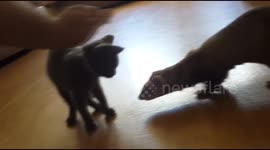 Cat plays with ferrets