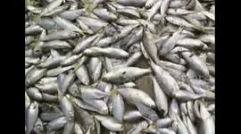 Amateur video captures dead fish near Tianjin
