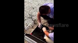 Thousands of dead fish wash up close to Tianjin