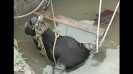 Firemen rescue buffalo from well