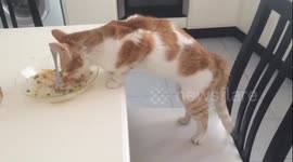 caught my cat eating from the plate