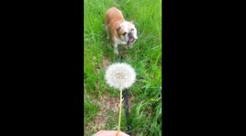 Magic english bulldog facial expression