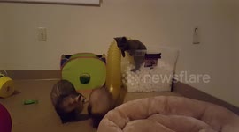 Cat And Ferrets Playing