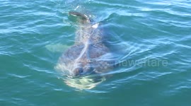 Close encounter with a basking shark in Portrush, UK