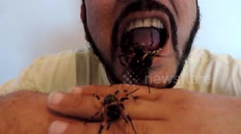 HOMEM COLOCA NA BOCA CINCO ARANHAS VENENOSAS.