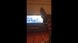 Puppy barking at illustrated dog on TV