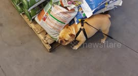 Niko the Frenchie goes fertilizer shopping!!