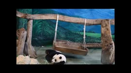 Energetic Baby Panda Yuan-Zai