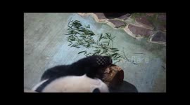 The anxious and mad Baby Panda Yuan-Zai @ Taipei