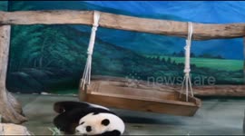 Energetic Baby Panda Yuan-Zai