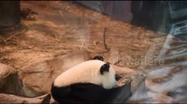 Adorable panda has a tantrum