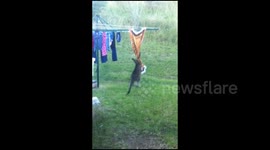 Kangaroo doing the washing
