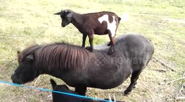Tiny goat climbs on pony's back