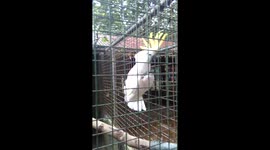 a very loud cacatua in Manila Zoo