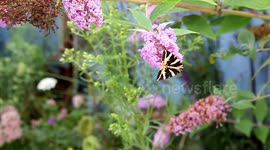 Jersey Tiger moth spreads its exotic wings from Westcountry stronghold