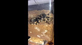 Tarantula shedding