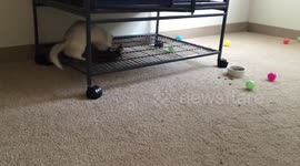 Ferrets Playing
