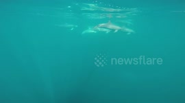 Dolphins off the coast of Pensacola, Florida.