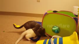 Ferret Playing With The Cat