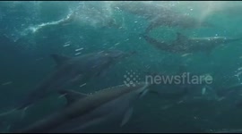 Dolphins swim alongside boat off coast of Florida