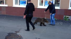 Man walks bear on lead down the street in Russia