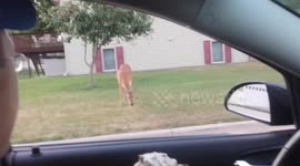 Rushford deer don't like ice cream.