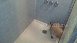 Raccoons chase each other