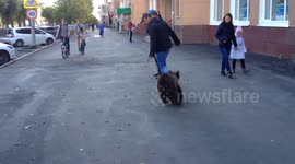 Man walks bear on lead down the street in Russia